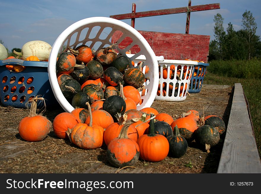 A bushel of pumpkins & gourds (focus on basket). A bushel of pumpkins & gourds (focus on basket)