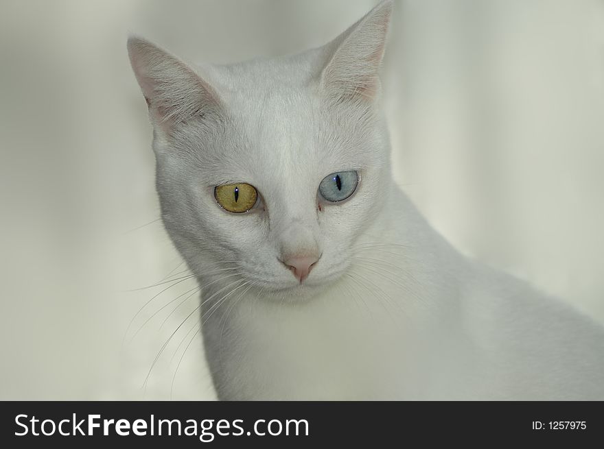 A blue and yellow-eyed cat in front of a white background.