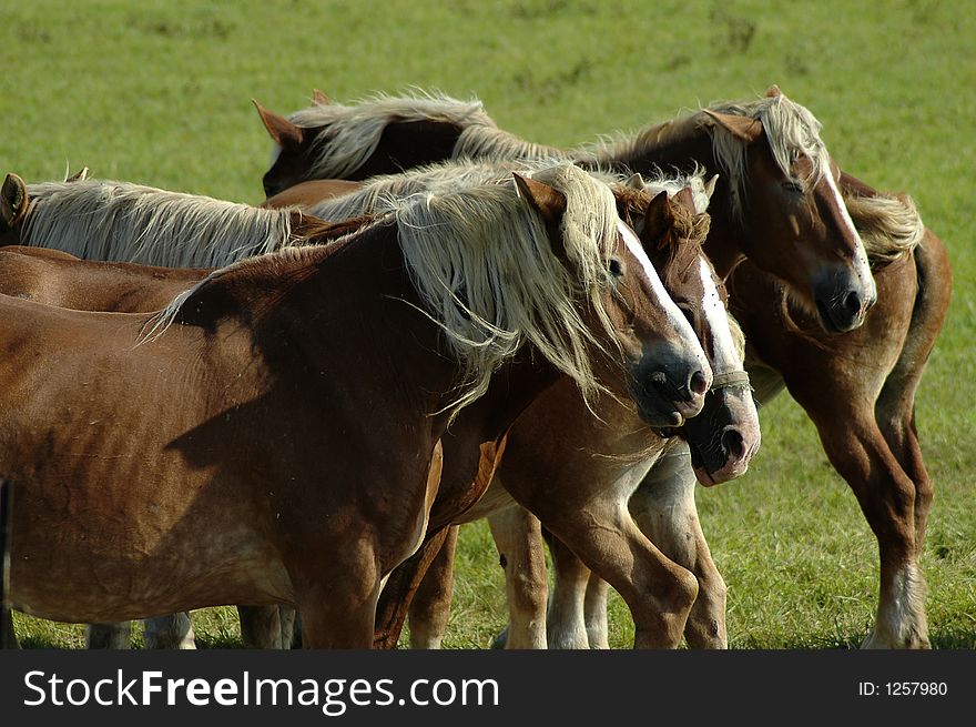 A group of work horses standing in a field. A group of work horses standing in a field.