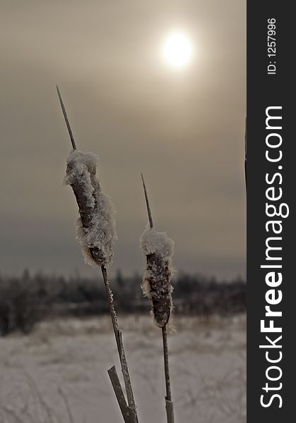 Cat tails covered in ice with sun in the background. Cat tails covered in ice with sun in the background