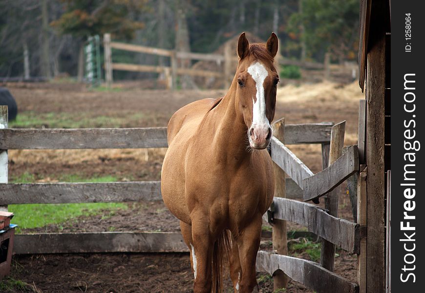 Chestnut Horse in Paddock with Focus on Face