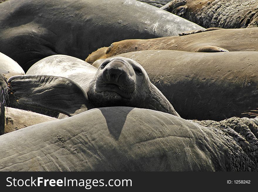 Female elephant seal amongst herd. Female elephant seal amongst herd