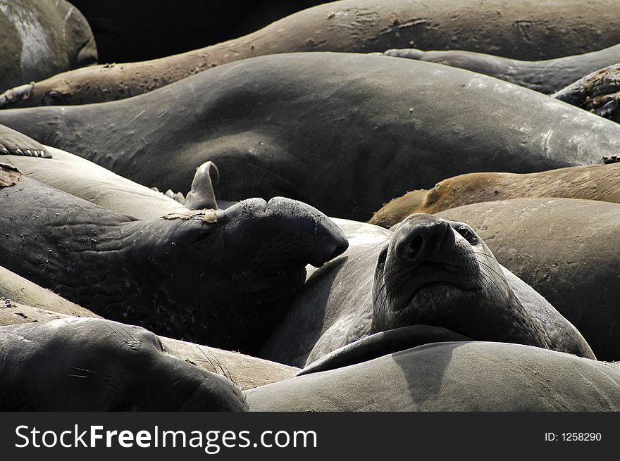 Female elephant seal lying amongst herd. Female elephant seal lying amongst herd