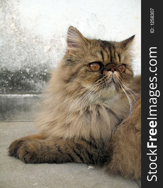 Black spotted tabby persian cat. Black spotted tabby persian cat