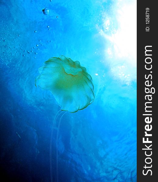 Jellyfish floating in midwater of clear blue visibility