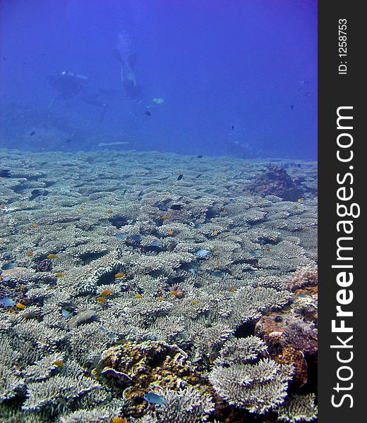 Healthy coral collection in blue water. Healthy coral collection in blue water