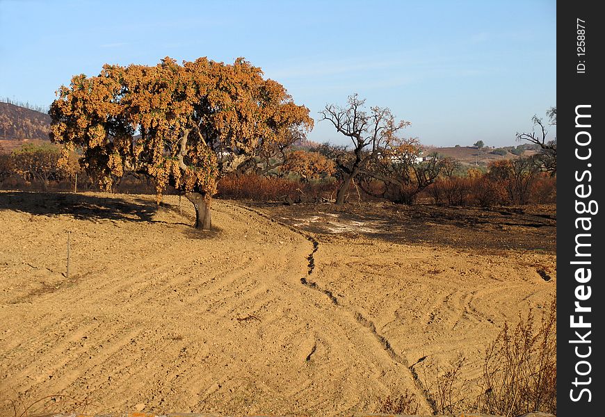 Oak tree in Alentejo, Portugal, after a forest fire. The land has been prepared for the instalation of a new crop. Oak tree in Alentejo, Portugal, after a forest fire. The land has been prepared for the instalation of a new crop.