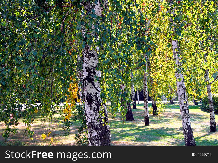 Beautiful red, golden and green leaves on birch trees. Beautiful red, golden and green leaves on birch trees