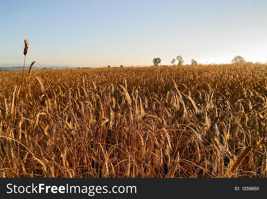 Agricultural Autumn Field