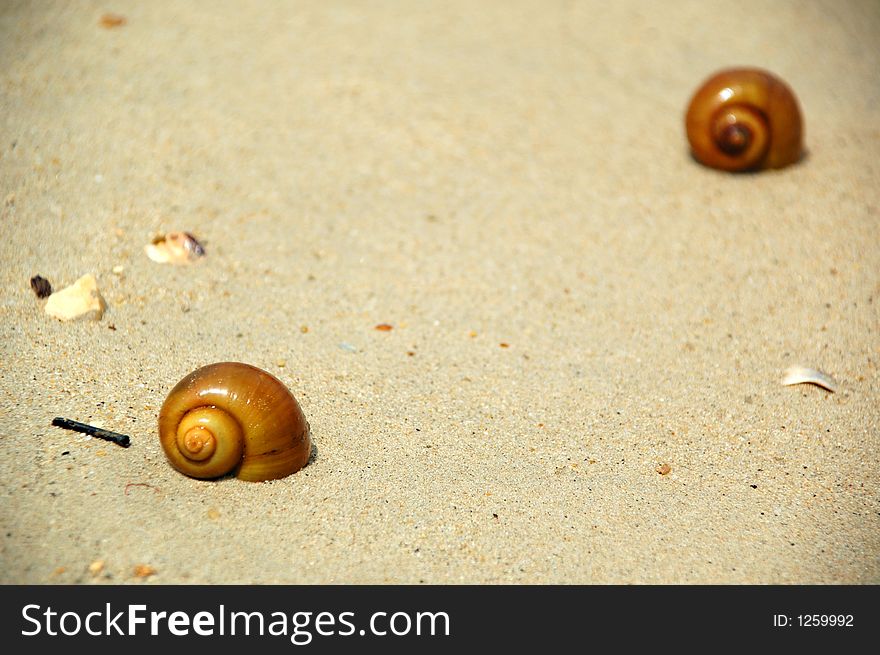 Beach and snails