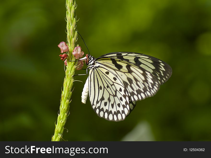 Close up of a black and white butterfly on a plant with a green bakcground