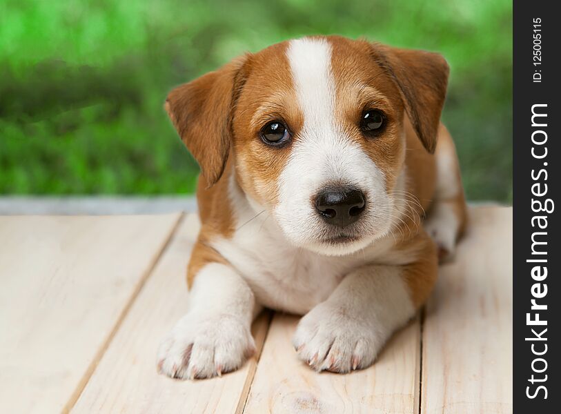 Jack Russell Terrier puppy outdoors lies on wood floor.