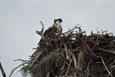 Free Bird, Nest, Bird Nest, Bird Of Prey Royalty Free Stock Photography - 125016517