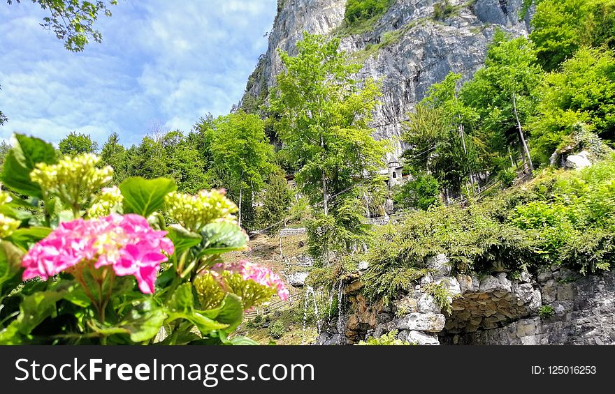 Vegetation, Nature, Flora, Plant