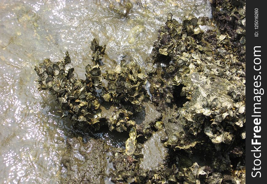 Water, Mineral, Rock, Seaweed