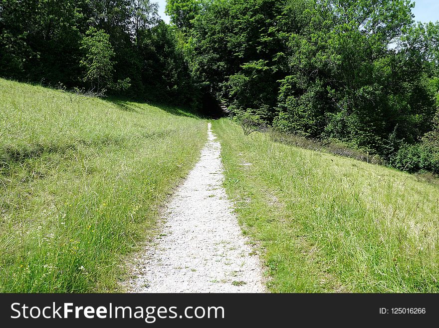 Path, Road, Vegetation, Nature Reserve