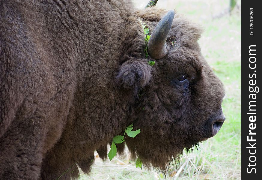 Bison, Cattle Like Mammal, Terrestrial Animal, Fauna