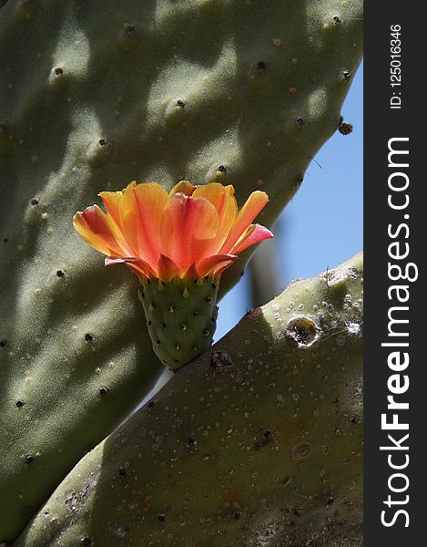 Plant, Flora, Vegetation, Close Up