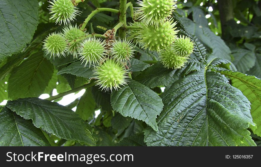 Vegetation, Leaf, Plant, Branch