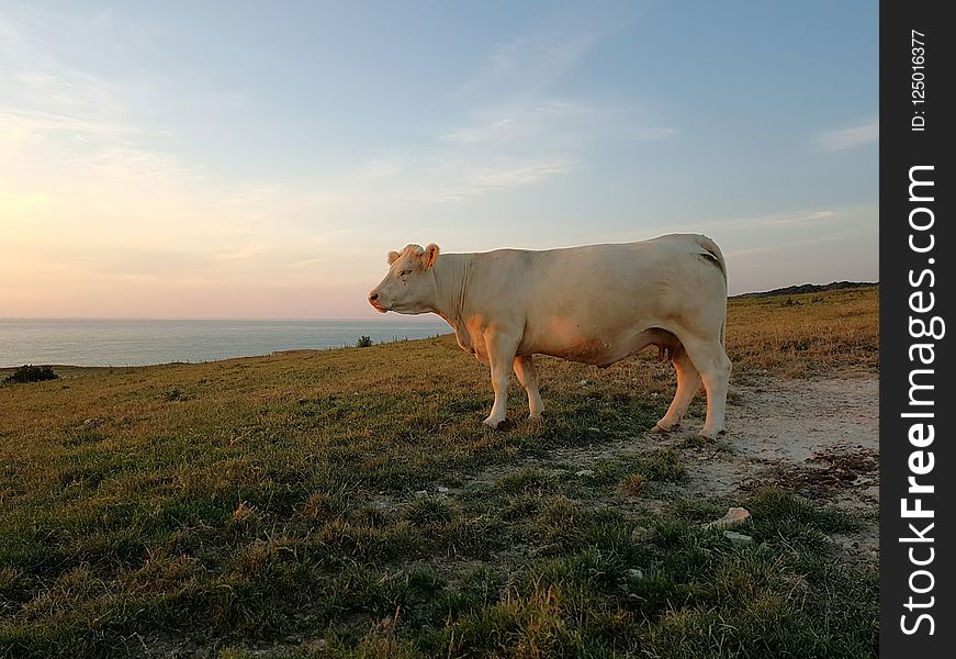 Cattle Like Mammal, Grassland, Pasture, Sky