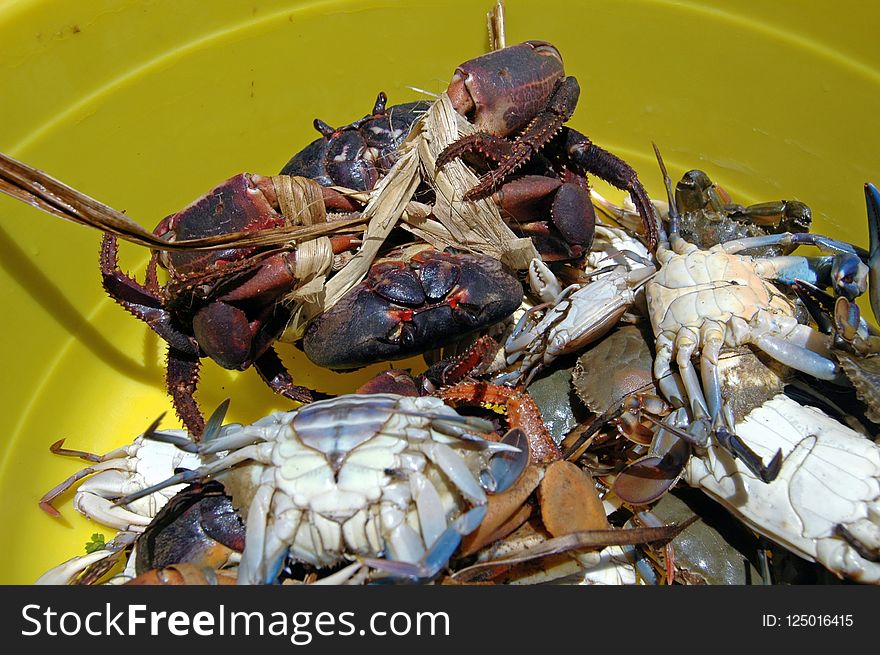 Seafood, Crab, Decapoda, Dungeness Crab