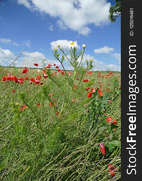 Flower, Ecosystem, Vegetation, Wildflower