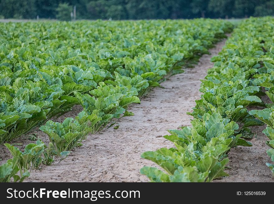 Agriculture, Crop, Field, Leaf Vegetable