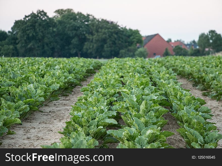 Agriculture, Field, Crop, Leaf Vegetable