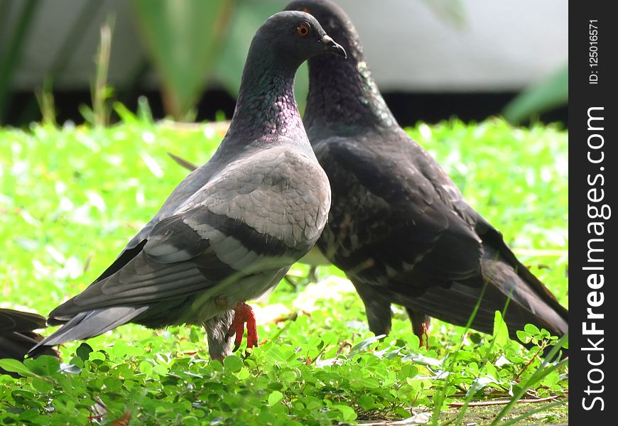 Bird, Fauna, Beak, Pigeons And Doves