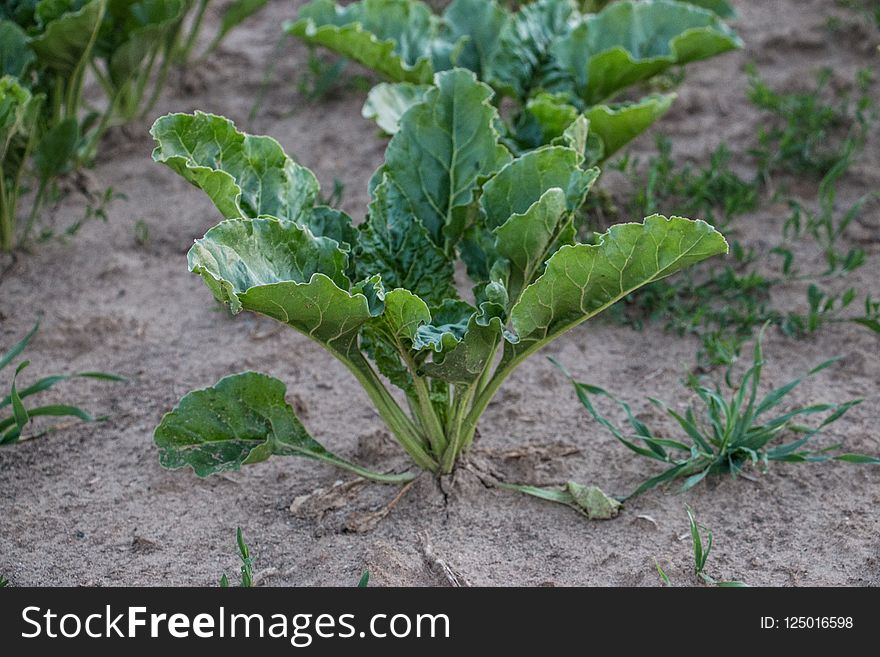 Plant, Chard, Leaf Vegetable, Leaf