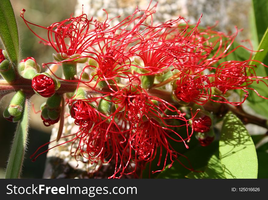 Flora, Plant, Flower, Grevillea