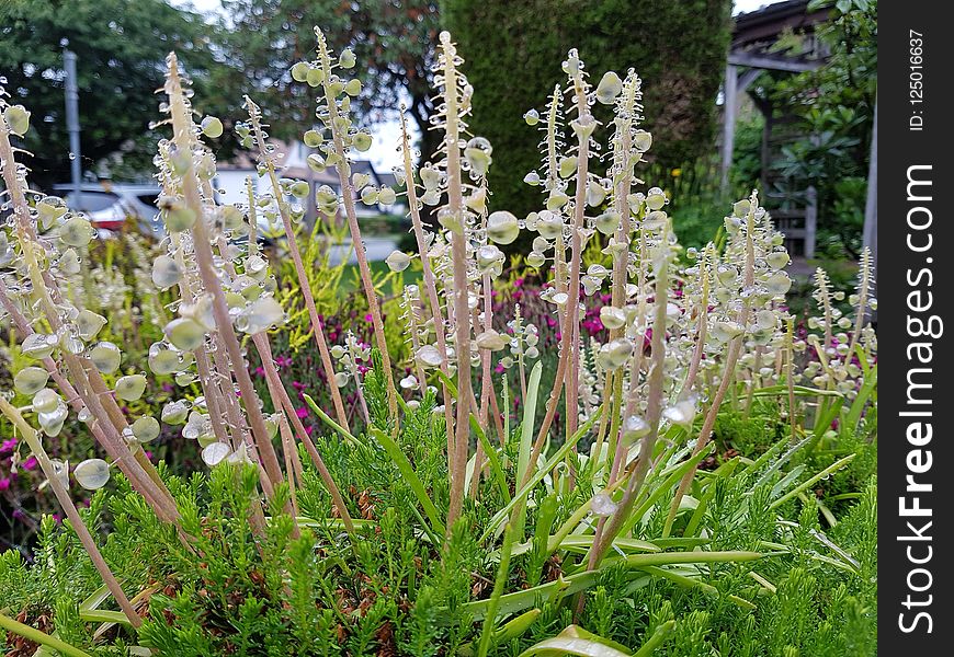 Plant, Flora, Flower, Flowering Plant