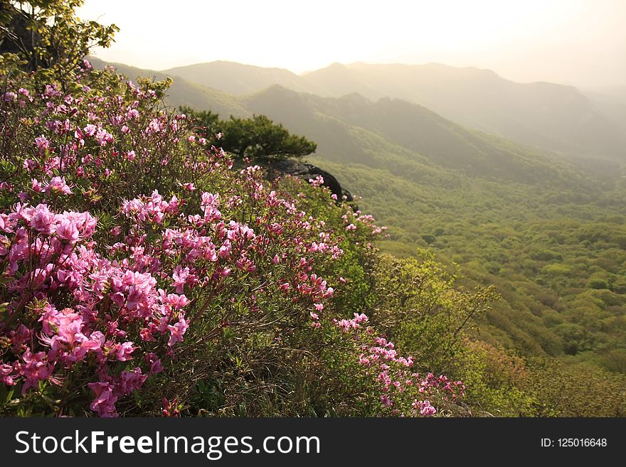 Flower, Vegetation, Mountainous Landforms, Plant