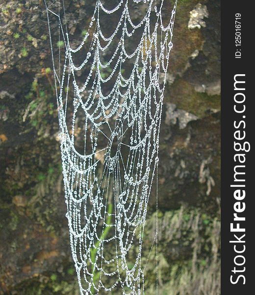 Spider Web, Water, Invertebrate, Organism