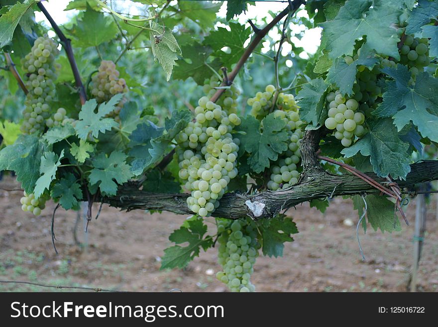 Grapevine Family, Grape, Agriculture, Vitis