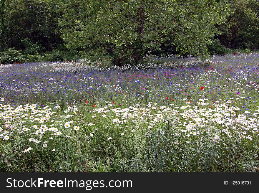 Ecosystem, Flower, Vegetation, Wildflower