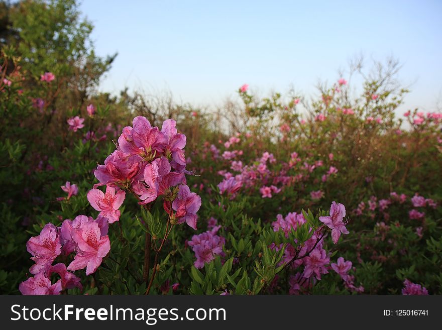 Flower, Pink, Plant, Flora