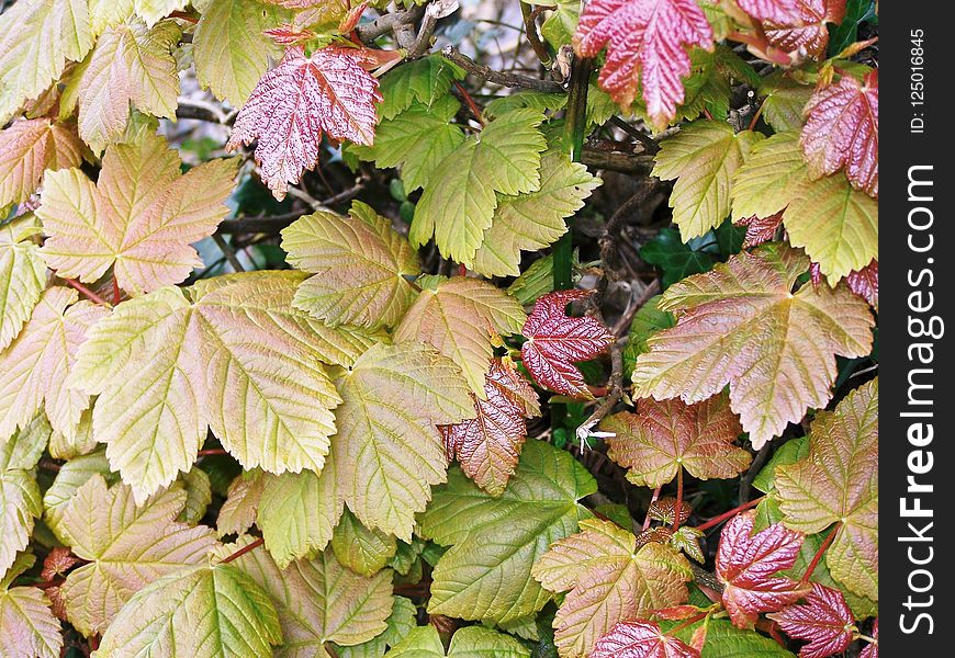 Leaf, Plant, Deciduous, Autumn