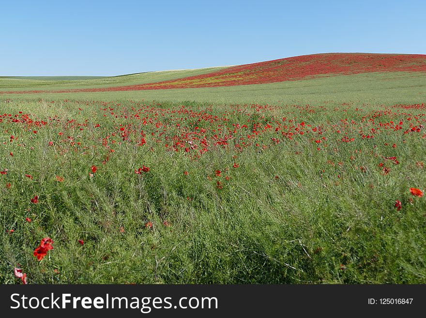 Ecosystem, Grassland, Flower, Wildflower