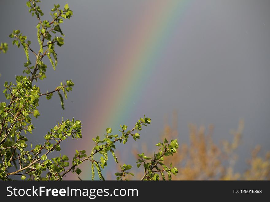 Rainbow, Sky, Meteorological Phenomenon, Branch