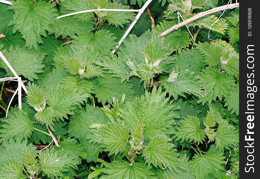 Plant, Urtica, Vegetation, Leaf