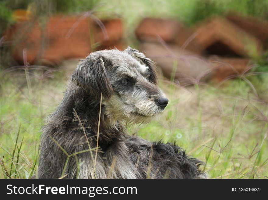 Dog Breed, Dog, Dog Like Mammal, Grass