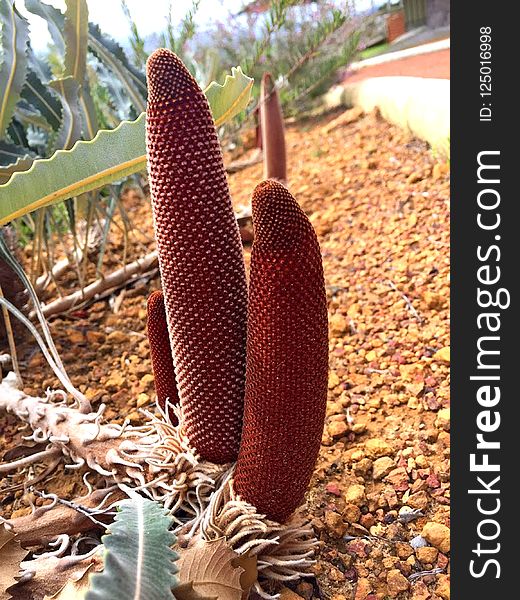 Plant, Cactus, Zaminkand, Caryophyllales