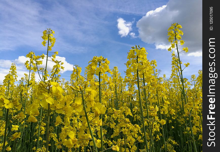 Rapeseed, Canola, Yellow, Mustard Plant