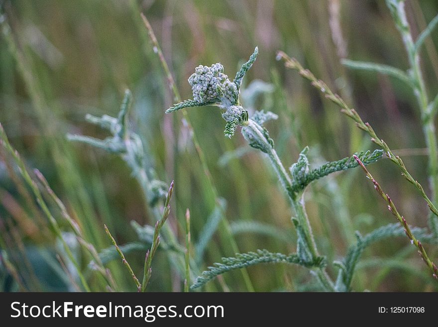 Vegetation, Flora, Plant, Grass Family