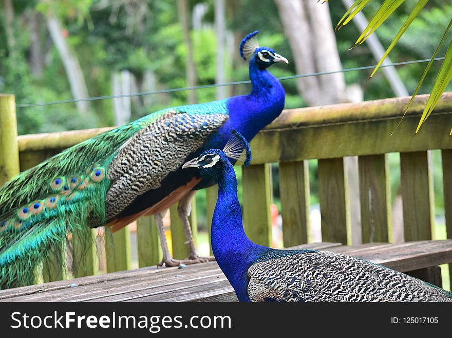 Peafowl, Bird, Fauna, Beak
