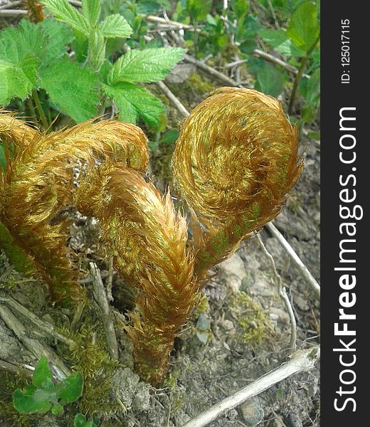 Ferns And Horsetails, Plant, Vascular Plant