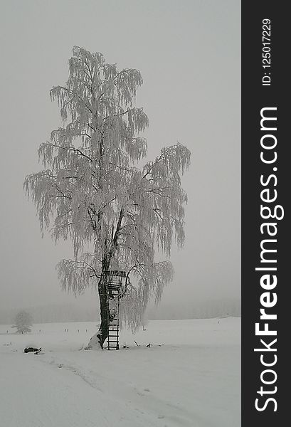 Tree, Winter, Black And White, Snow