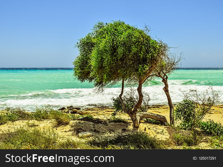 Vegetation, Sea, Tree, Shore