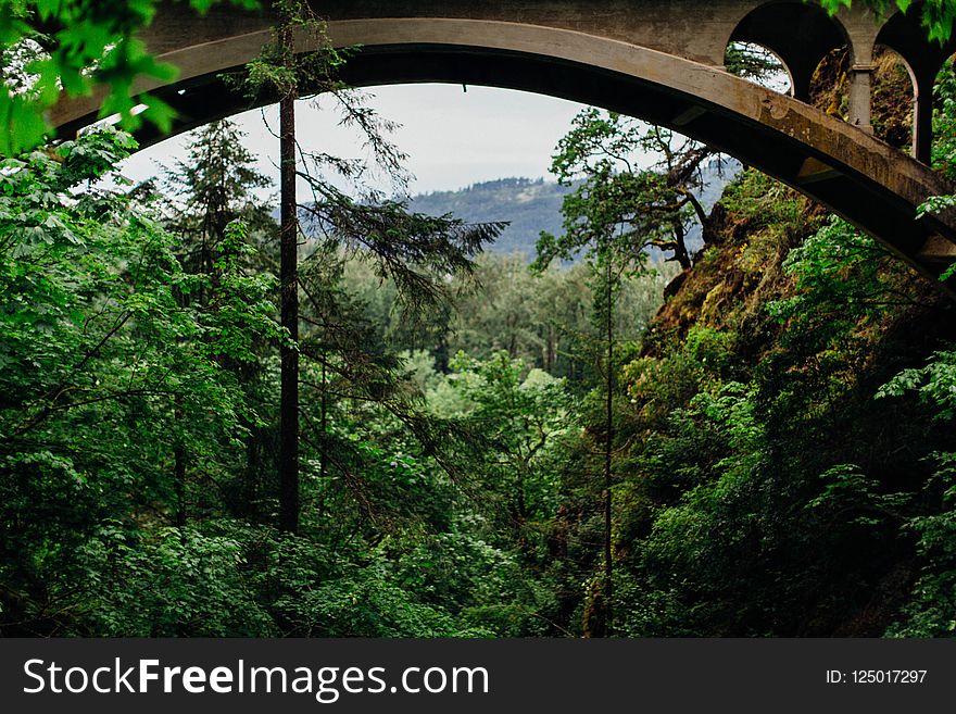 Vegetation, Nature, Nature Reserve, Ecosystem